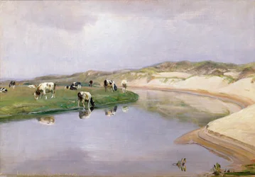 Krowy wypasane w Liver As, Północna Jutlandia